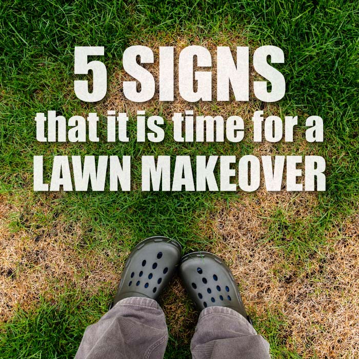 , 5 Signs That it is Time For a Lawn Makeover