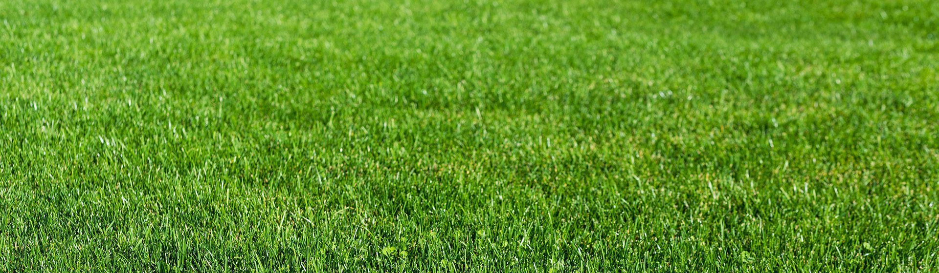 5 Signs That it is Time For a Lawn Makeover