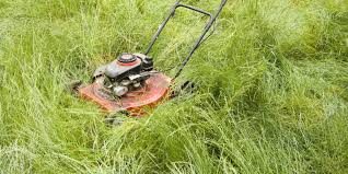 Regular Lawn Mowing, The Importance of Regular Lawn Mowing