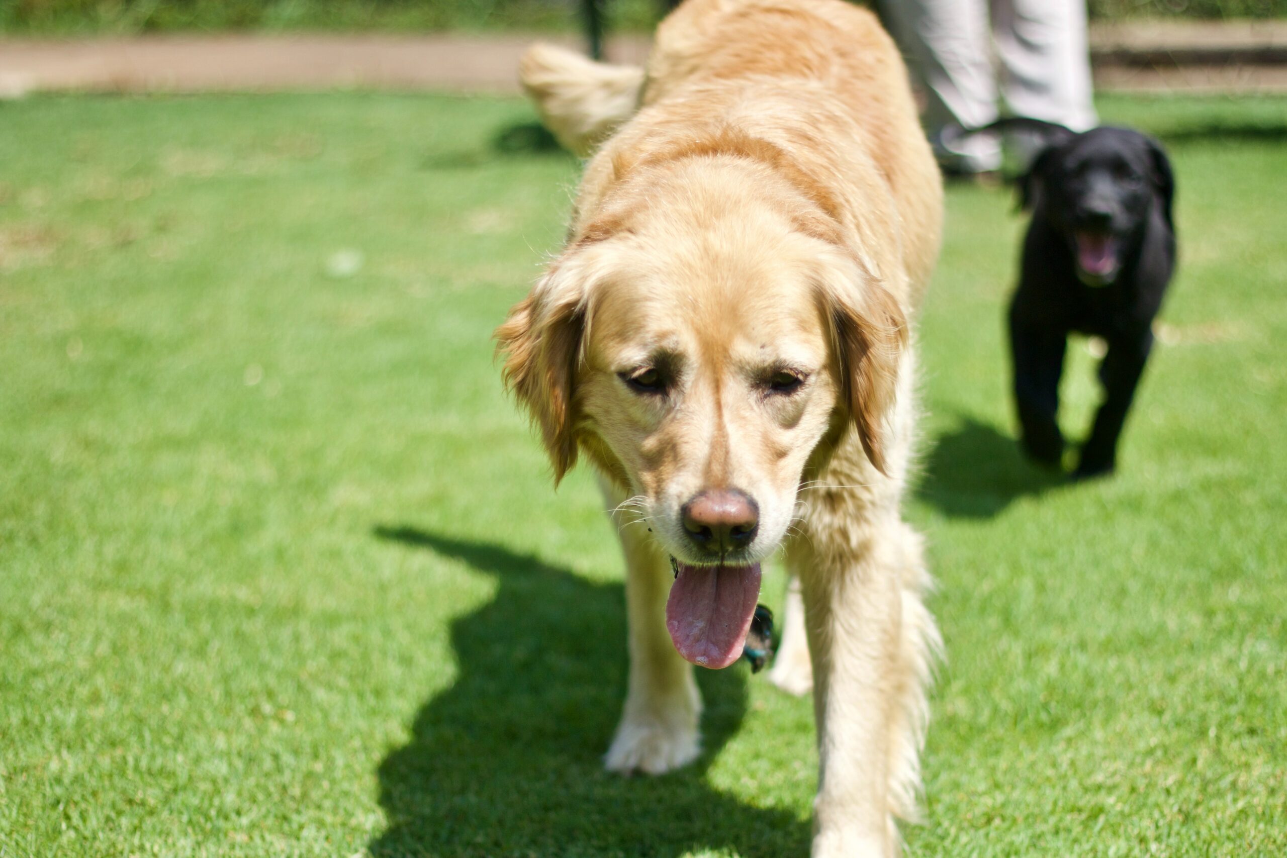 Benefits of Lubbock Artificial Grass for Pet-Friendly Landscaping