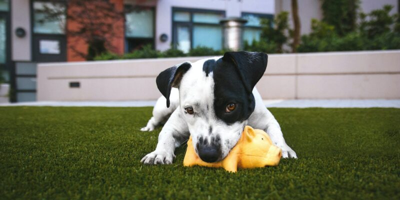 artificial turf for pets - dog playing